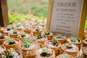 Suculentas en sus maceteros y como recordatorio de matrimonio